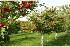 2-GEN-2-ADAM-AND-EVE-1_page-0010